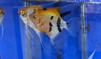 Skaláři chovný pár