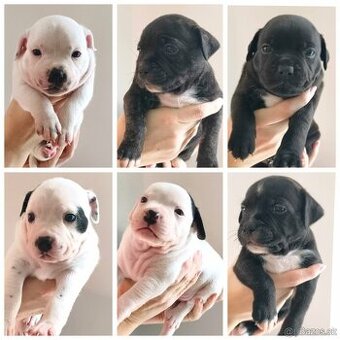 Stafordšírsky bulteriér / Stafbull s PP