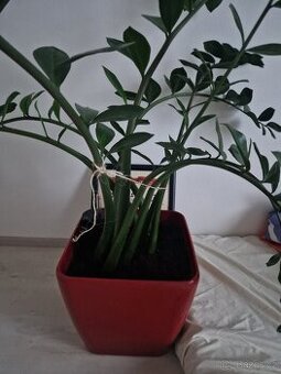 Lechuza a Zamiokulkas