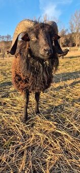 Ouessantsky beran s POP/ZO linie Pierre