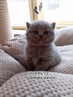 Britska modrá krátkosrstá koťátka s PP