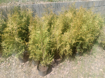 Poslední kusy thuje brabant 60-80cm