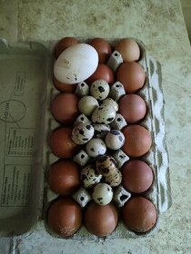 Křepelčí vajíčka