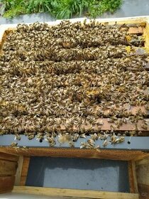 Prodej včelích oddělků
