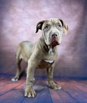 AMERICAN BULLY XL poslední pejsek