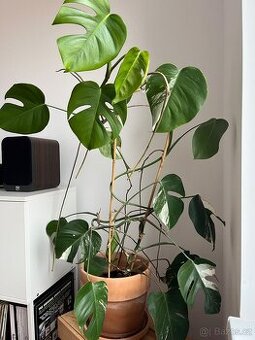 Monstera albo variegata