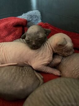 Kanadský sphynx