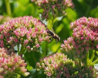 Sedum vysoke rozchodnik vysoky - 1