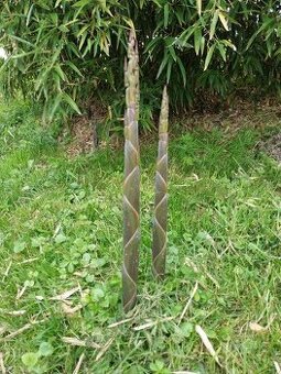 Prodam bambus Phyllostachys atrovaginata