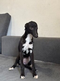 greyhound