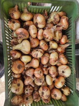 Cibule bílá