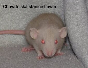 Potkani mláďata