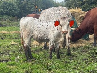 Prodám masného býčka