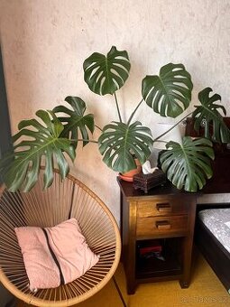 Monstera deliciosa