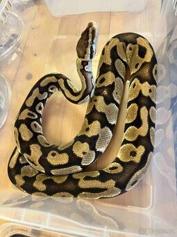 Krajta královská pastel