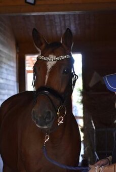 Skvělá rekreační kobylka