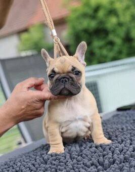 Francouzsky buldocek s PP