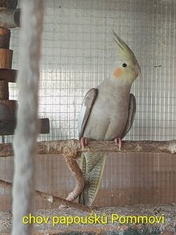 Andulka a korela chocholatá r.2025 - samice