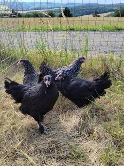 Kuřice green shell a dark shell