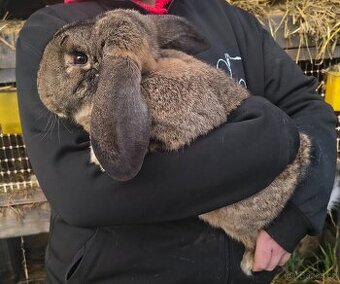 Francouzský beran divoký