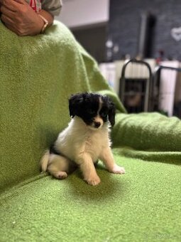 Štěňátko Phalene  s PP