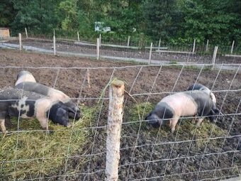 Přeštická prasata vhodná k chovu