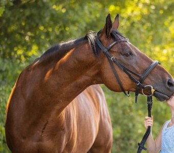 Paint Horse - valach