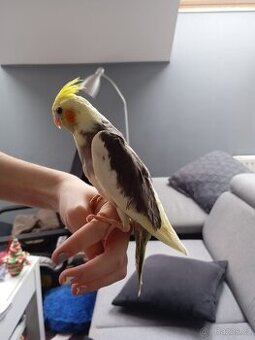 Ručně dokrmená korela