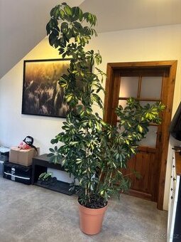 Pokojová rostlina šeflera schefflera cca 215cm