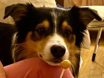 Border kolie tricolor krytí