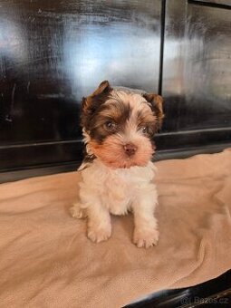 Jorkšírský teriér