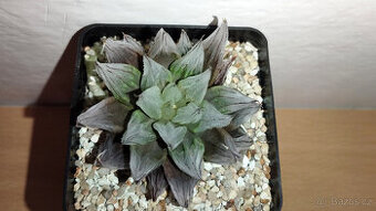 Haworthia cv. "West Asia Tsuen" ( sukulent )