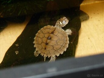 Želva mapová (Graptemys sp