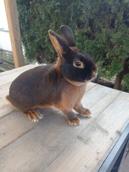 Samec tříslový havanovitý