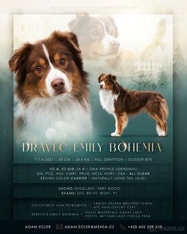 krytí CHOVNÝM PES - australský ovčák s PP