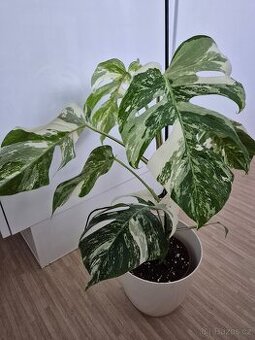Monstera albo variegatu
