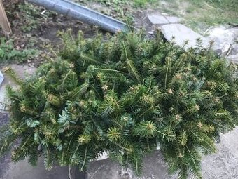 Sazenice jedle bělokoré