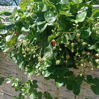 sazenice balkonového jahodníku Delikatess