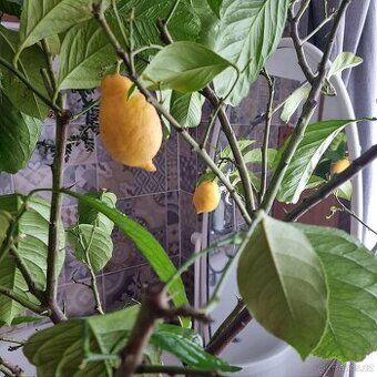 160 cm vysoký citrus, citroník