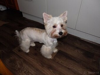 Yorkšírský teriér GOLDUS  s PP