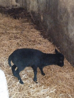 Kamerunská ovce s jehnětem