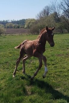 Hřebeček po Easy Top van de Klavethoeve Z