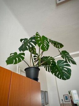 Monstera deliciosa