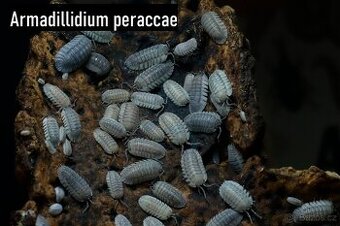 Isopody, stínky, svinky