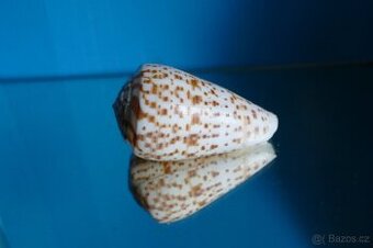 Conus pulcher 1
