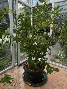 Bobkový list - Vavřín ( léčiva rostlina)