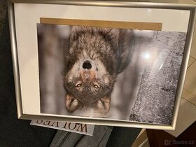 Vlk plakat vlka plus