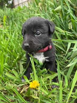 Štěňata kříženci Labradorů