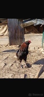 Kohouti Araucana+Dominant
