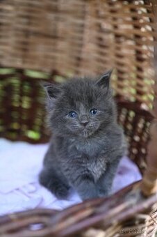 Mainská mývalí - maine coon - MCO - kočička - 1